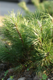 Pinus mugo RCP3-06 038.jpg